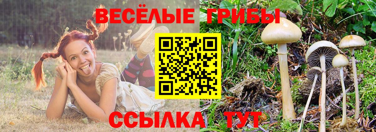 Псилоцибиновые грибы мицелий  Псилоцибиновые грибы Psilocybine cubensis  Батайск  Вход с VPN 